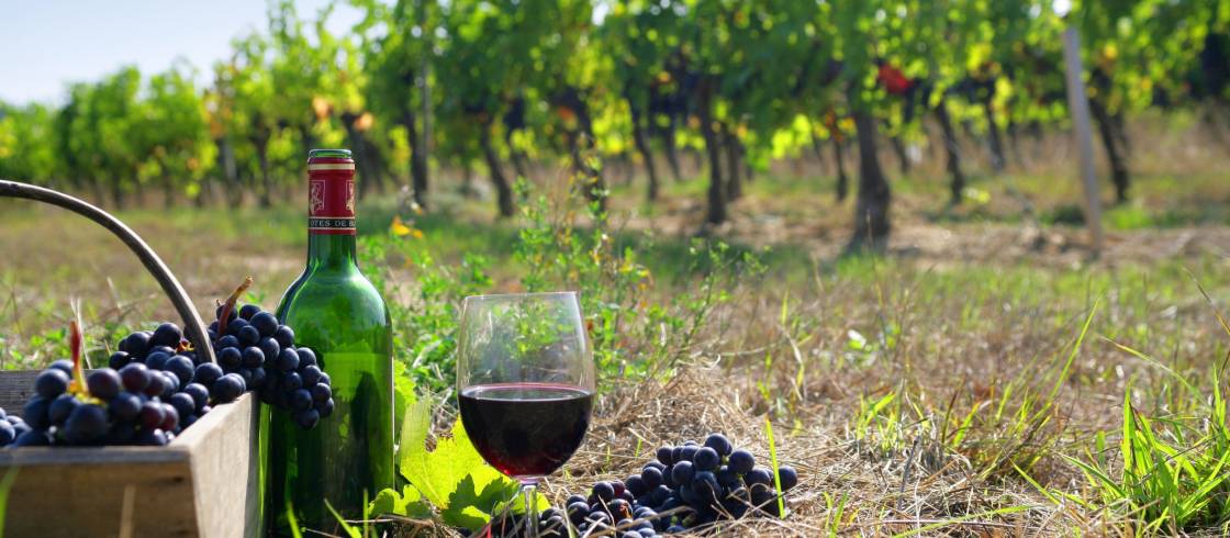 Icon of Alcohol: French Wine